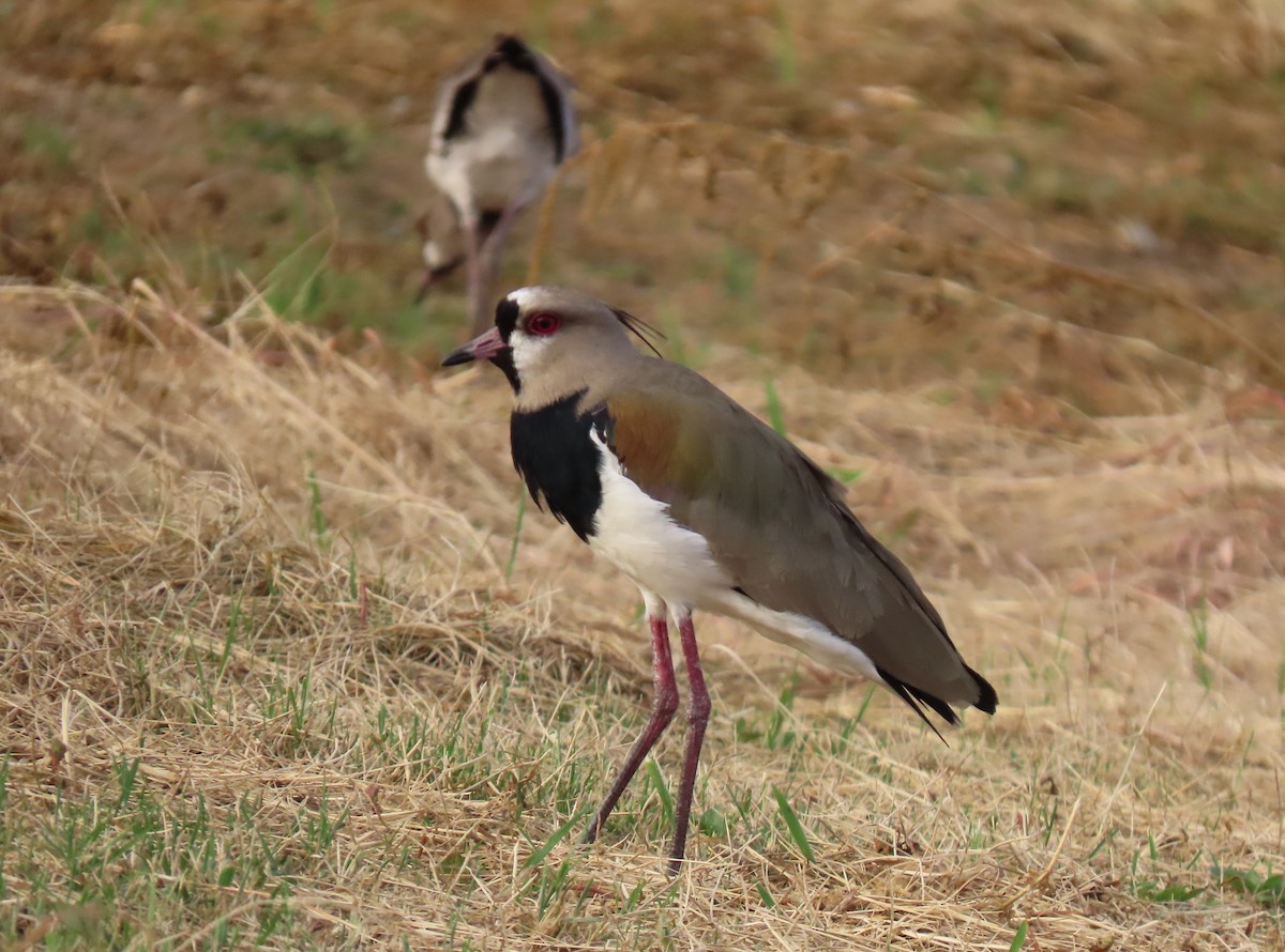 Southern Lapwing - ML642787085