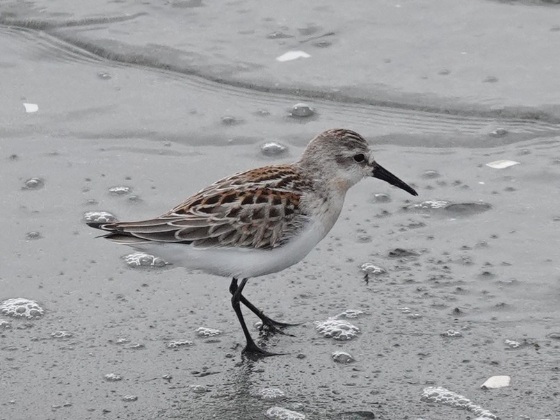 Western Sandpiper - ML642787097