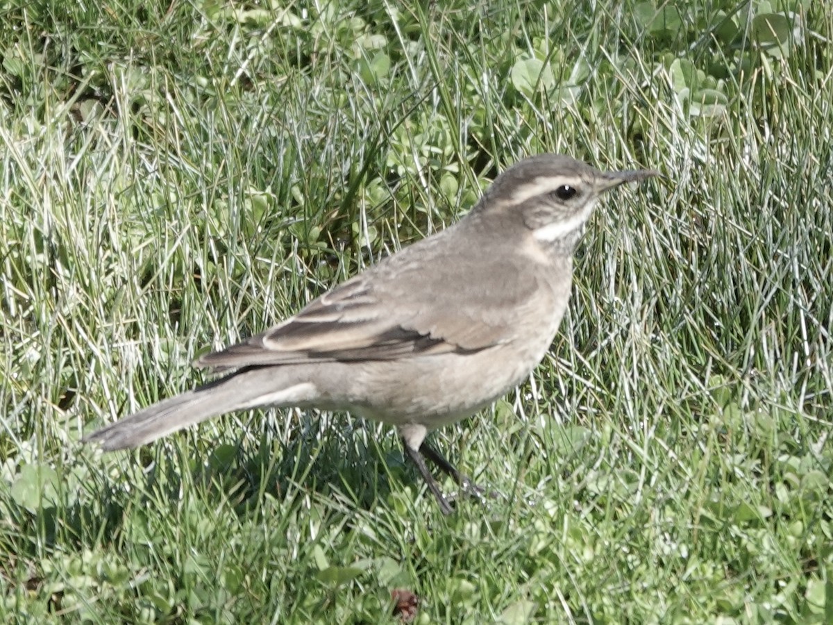 Buff-winged Cinclodes - ML642787124