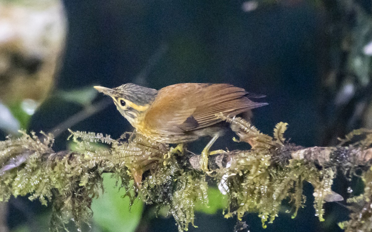 Scaly-throated Foliage-gleaner - ML642787144