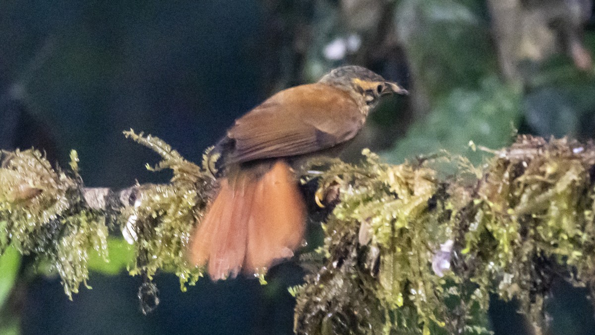 Scaly-throated Foliage-gleaner - ML642787145