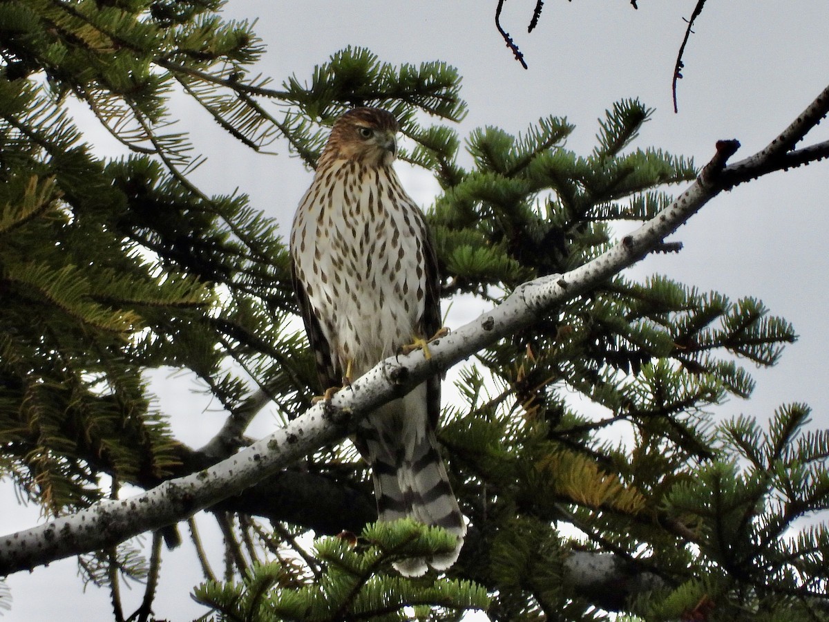 Cooper's Hawk - ML642787154