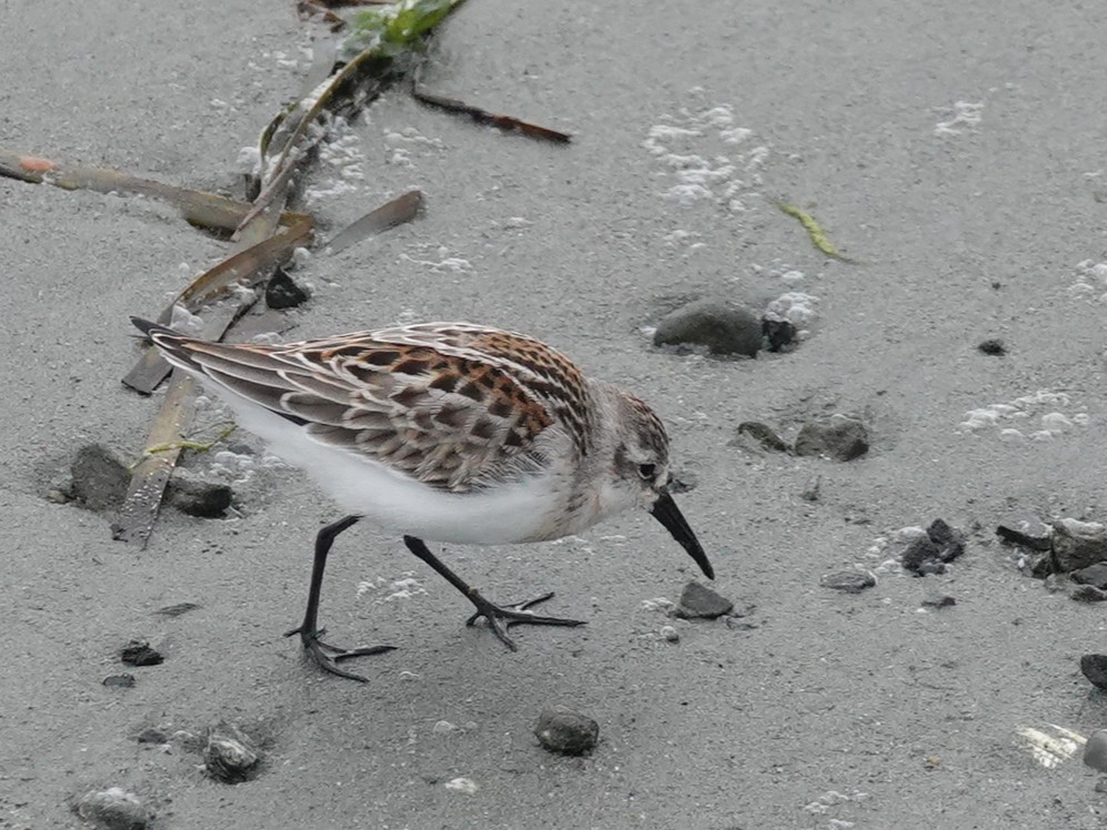 Western Sandpiper - ML642787168