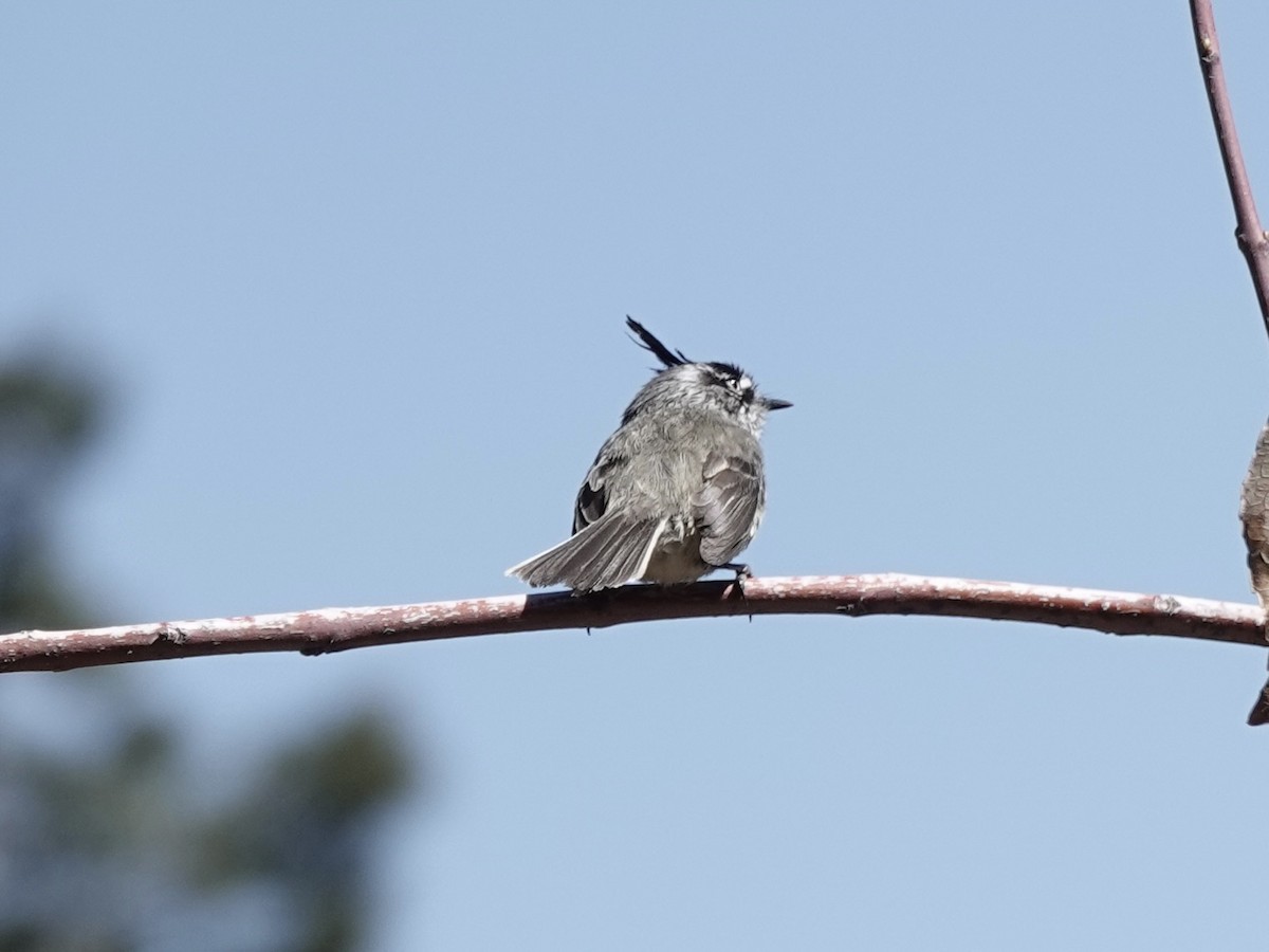 Tufted Tit-Tyrant - ML642787202
