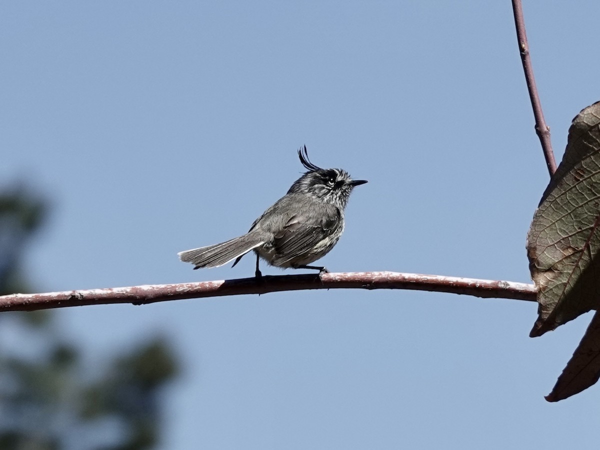 Tufted Tit-Tyrant - ML642787203