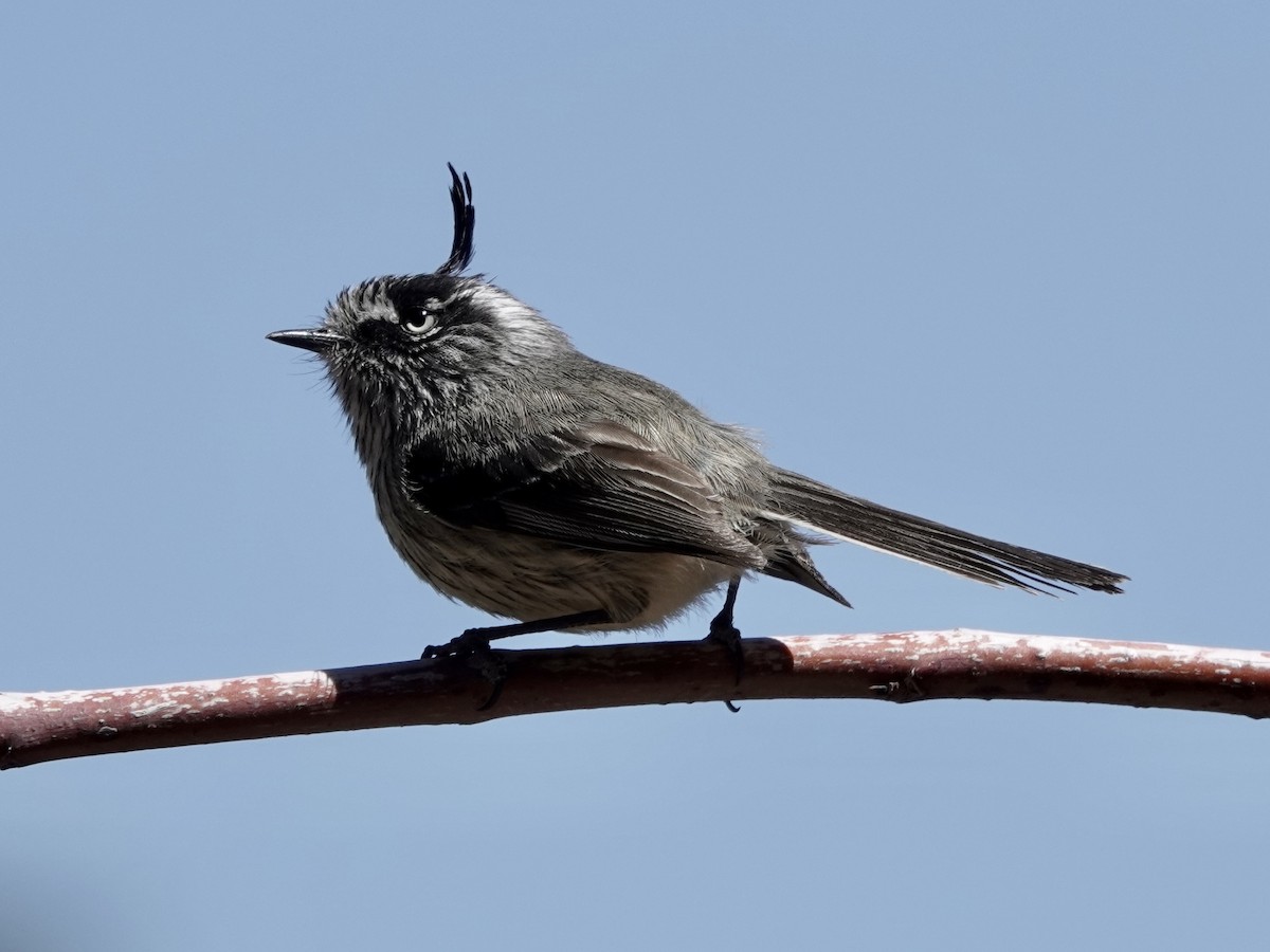 Tufted Tit-Tyrant - ML642787204