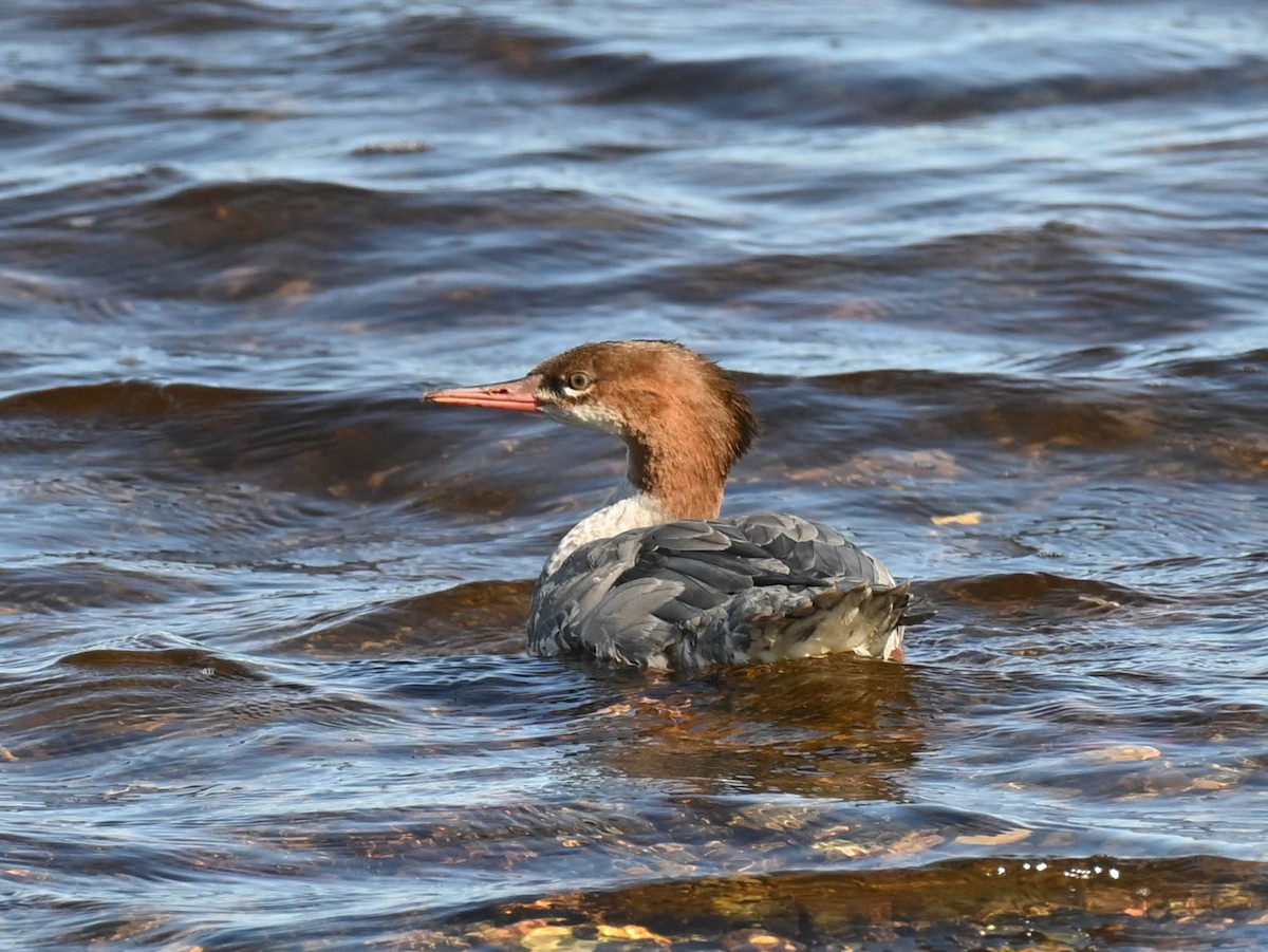 Common Merganser - ML642787206