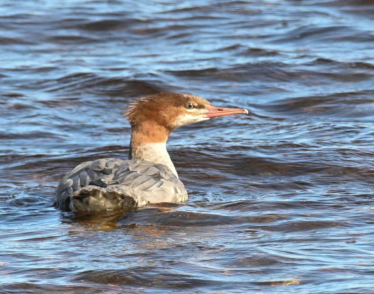 Common Merganser - ML642787207