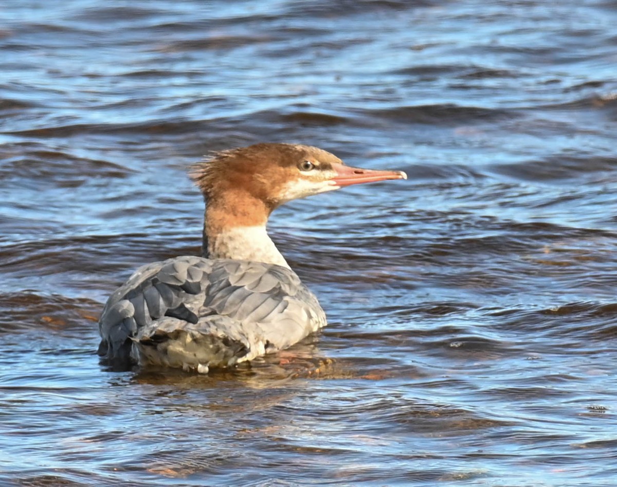 Common Merganser - ML642787208