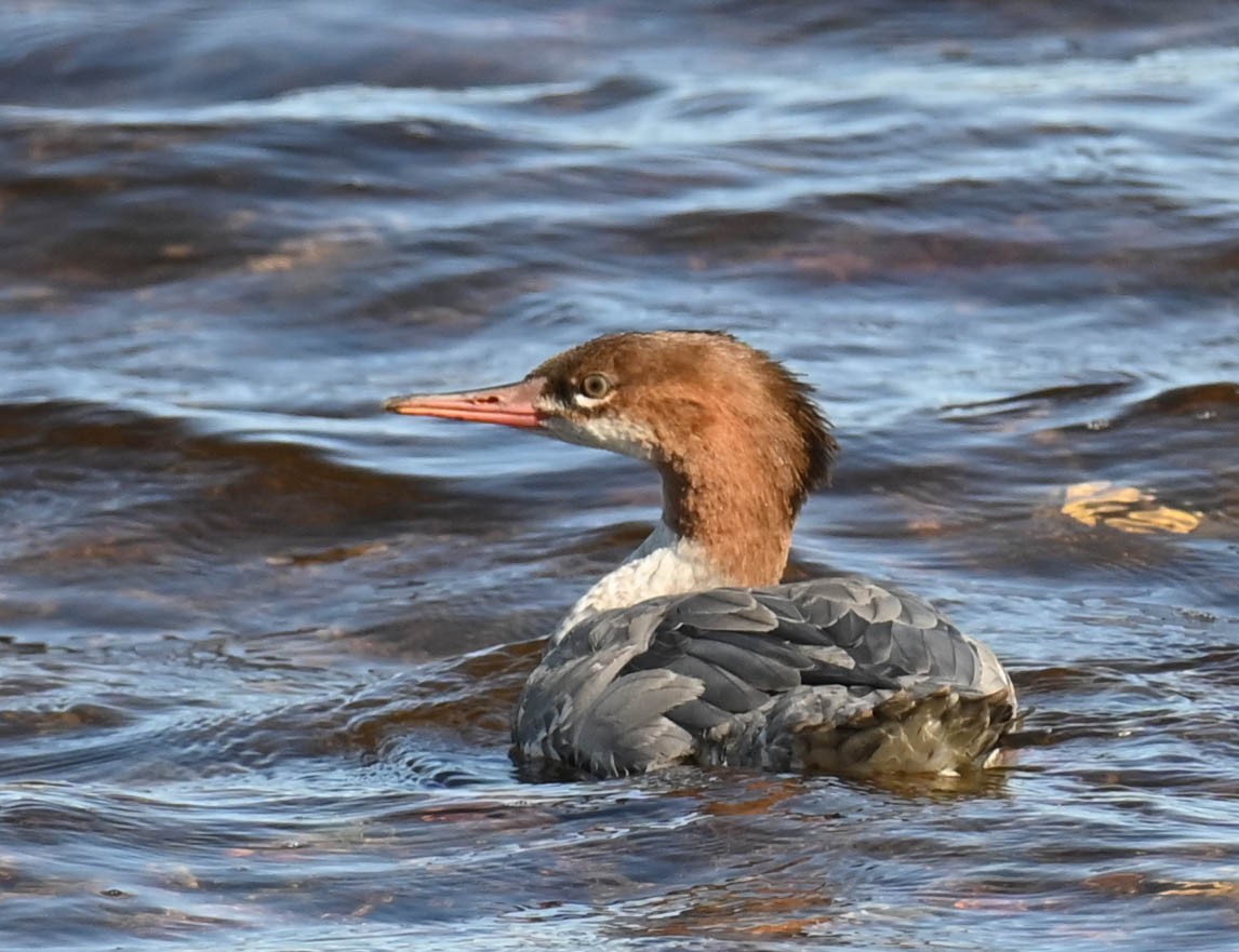 Common Merganser - ML642787209