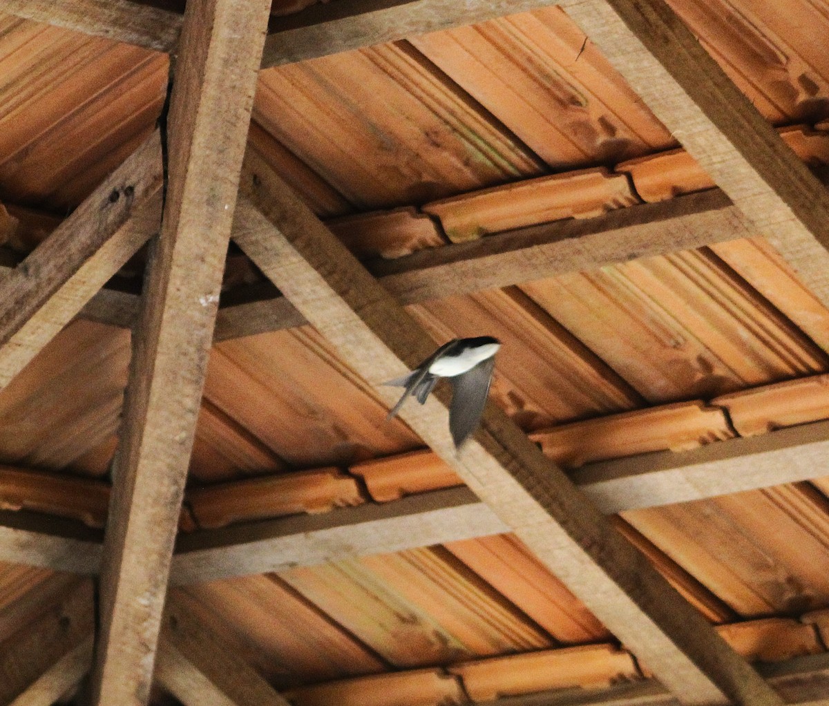 Blue-and-white Swallow - ML642787212