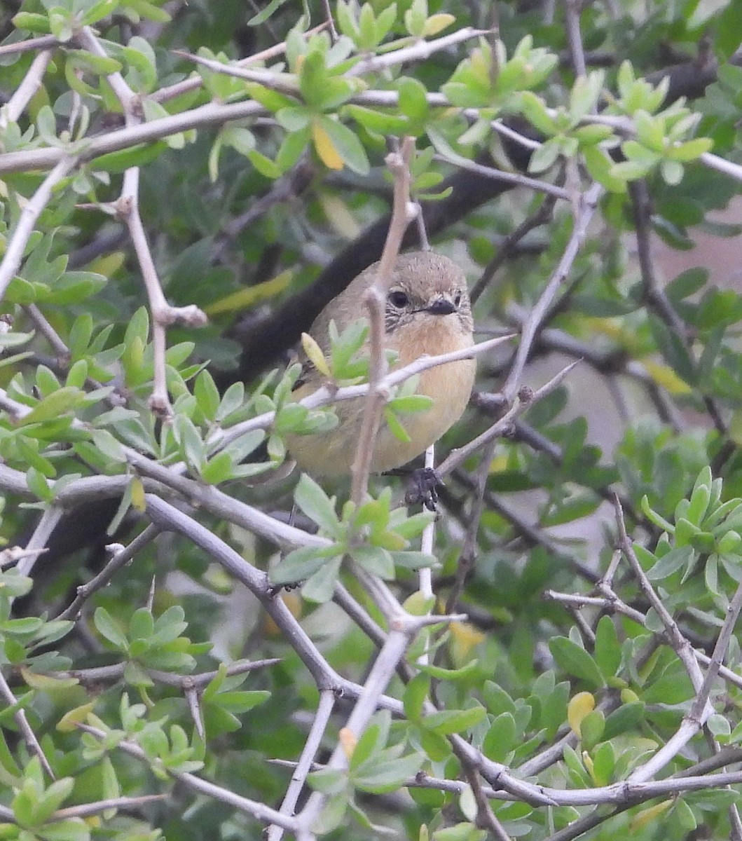 Yellow Thornbill - ML642787232