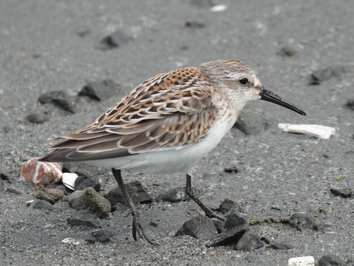 Western Sandpiper - ML642787244