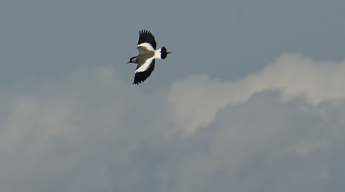 River Lapwing - ML642787246