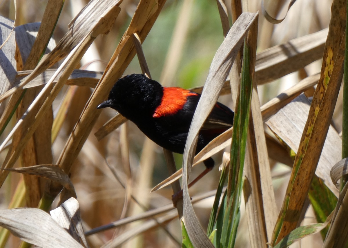 Red-backed Fairywren - ML642787255