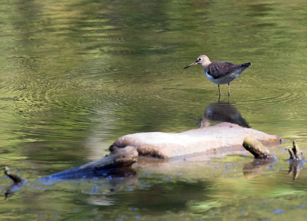 Solitary Sandpiper - ML642787267