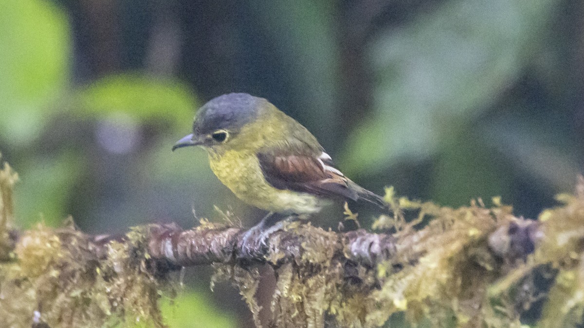 Barred Becard - ML642787272