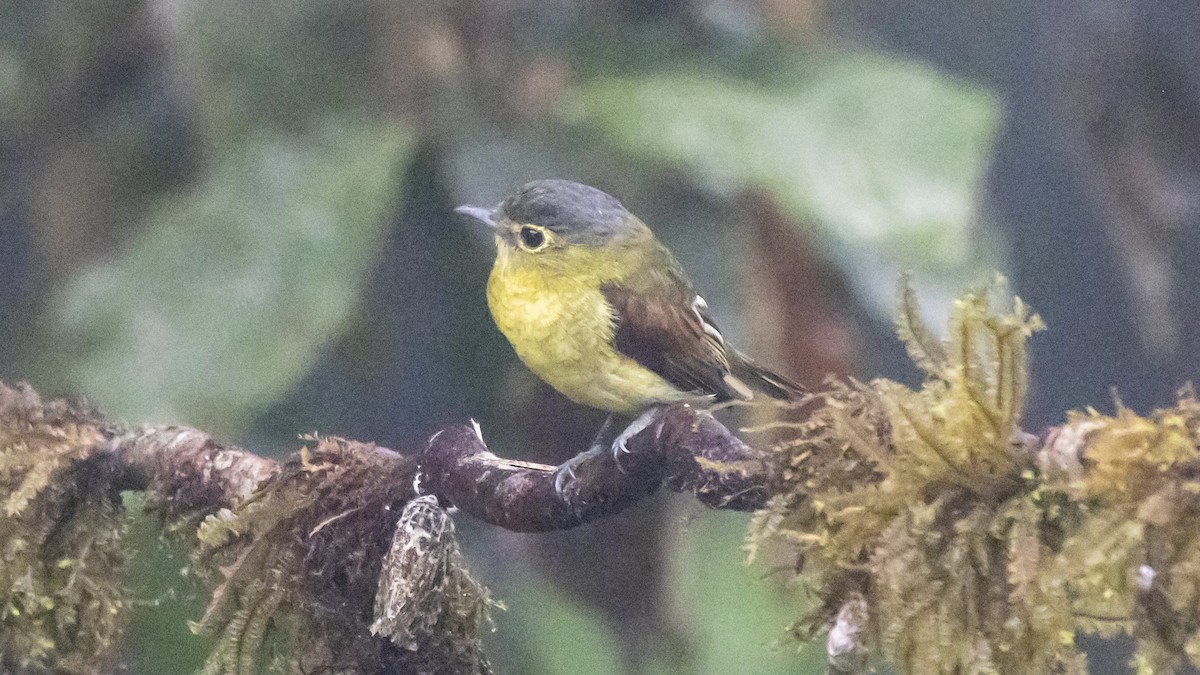 Barred Becard - ML642787273