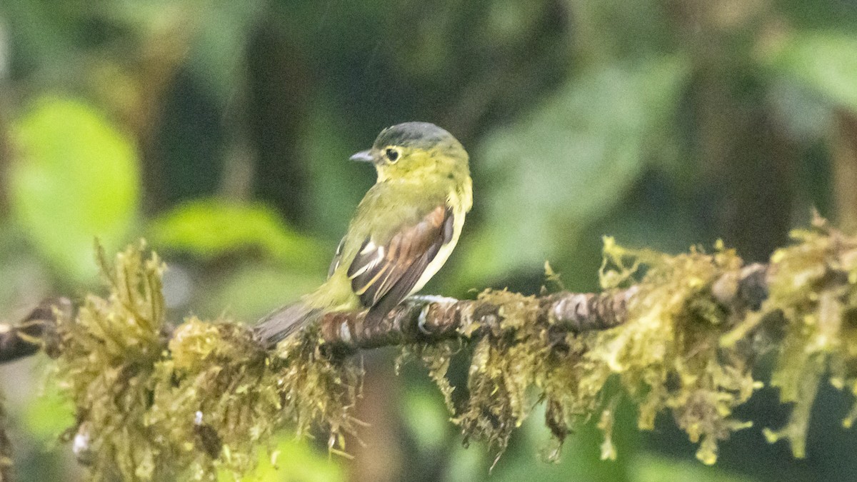 Barred Becard - ML642787274