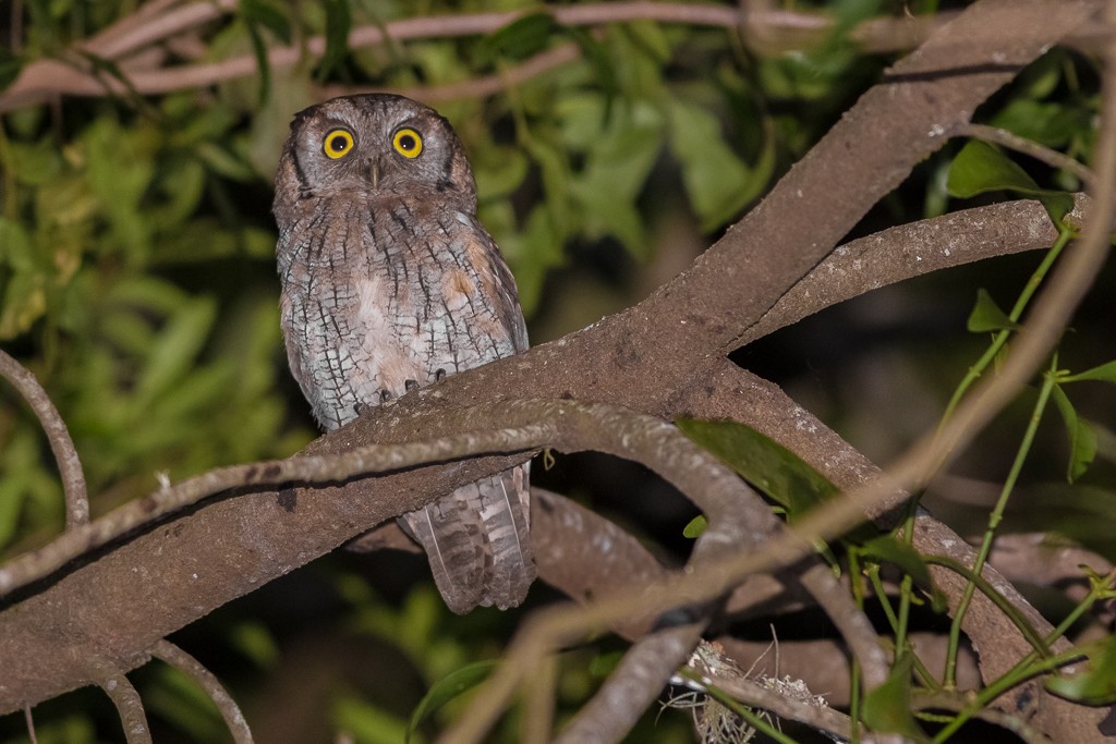 Tropical Screech-Owl - ML642787288