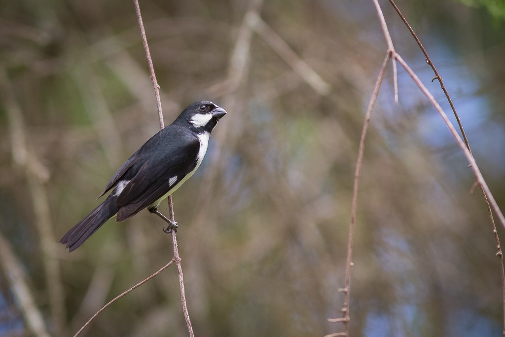 Lined Seedeater - ML642787292
