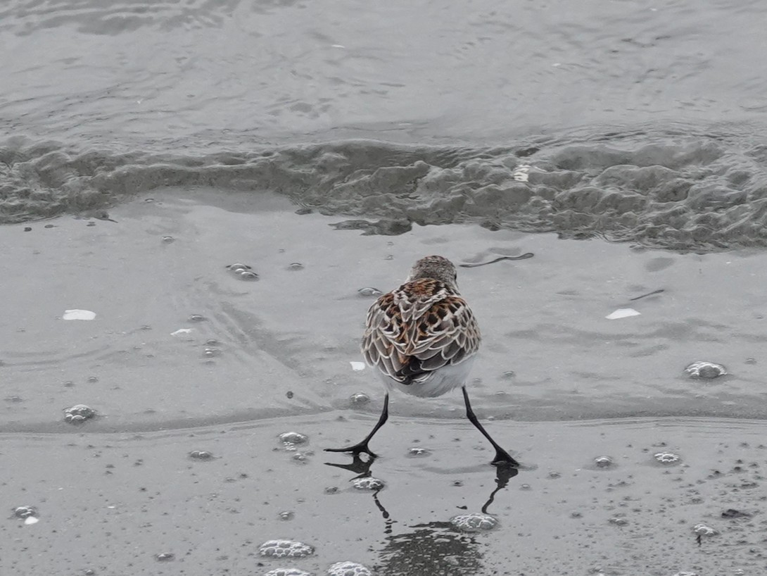 Western Sandpiper - ML642787298