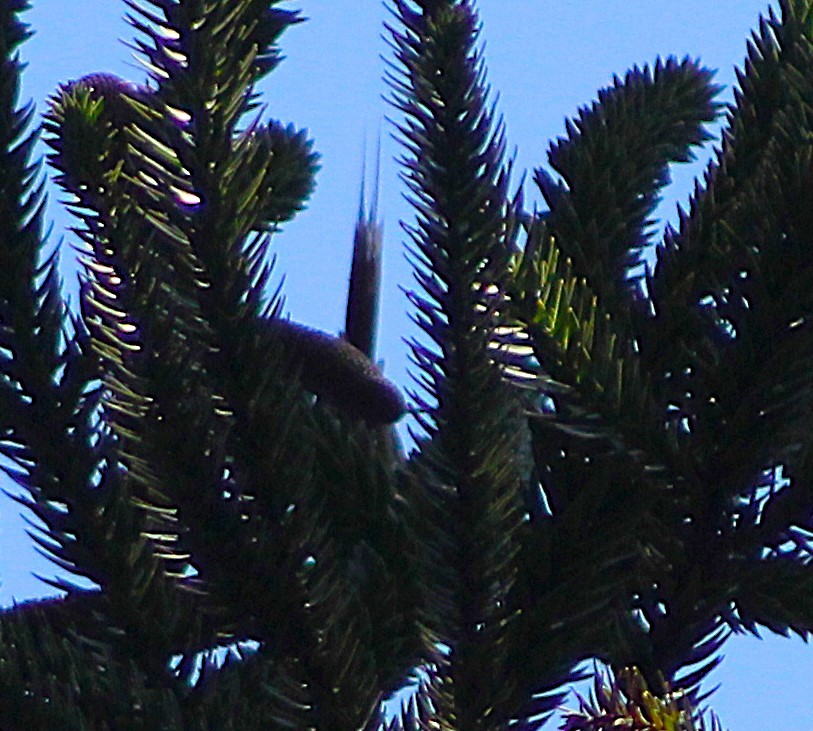 Araucaria Tit-Spinetail - ML642787305