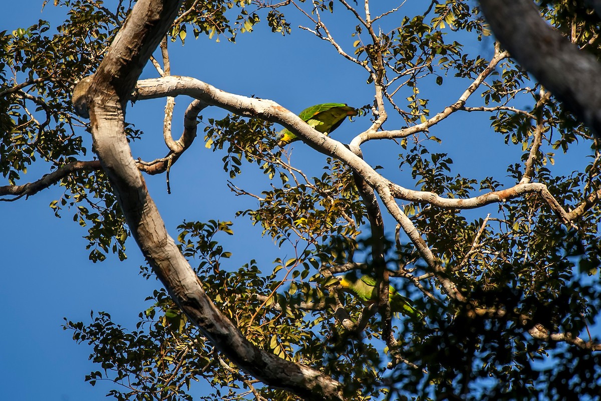 Orange-winged Parrot - ML64278731