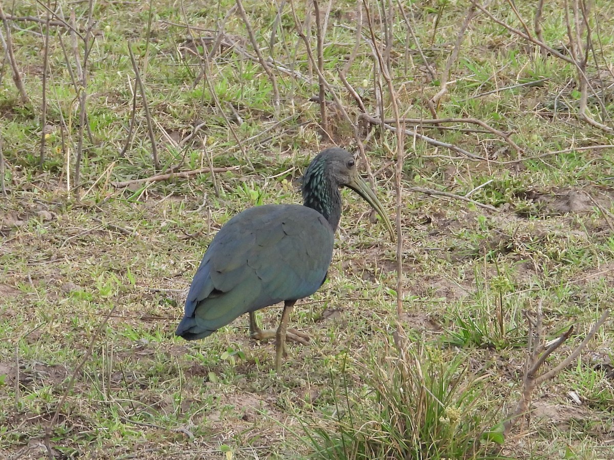 Green Ibis - ML642787310