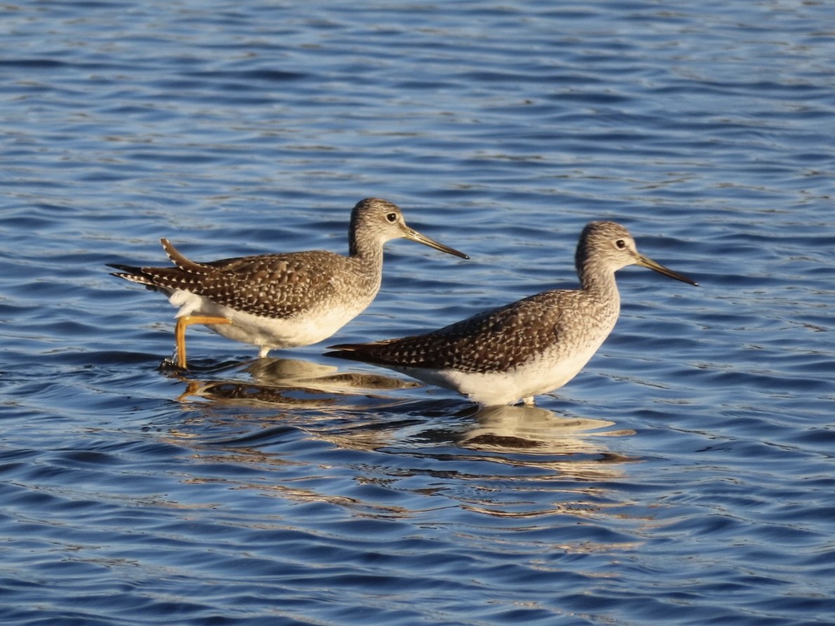 Greater Yellowlegs - ML642787324
