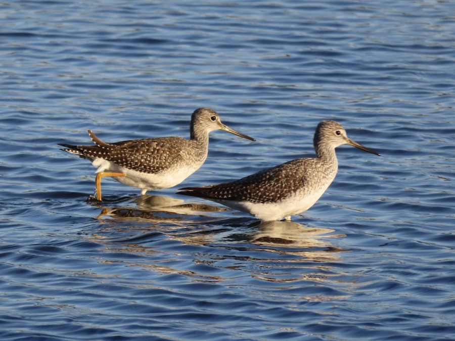 Greater Yellowlegs - Ruth Bergstrom