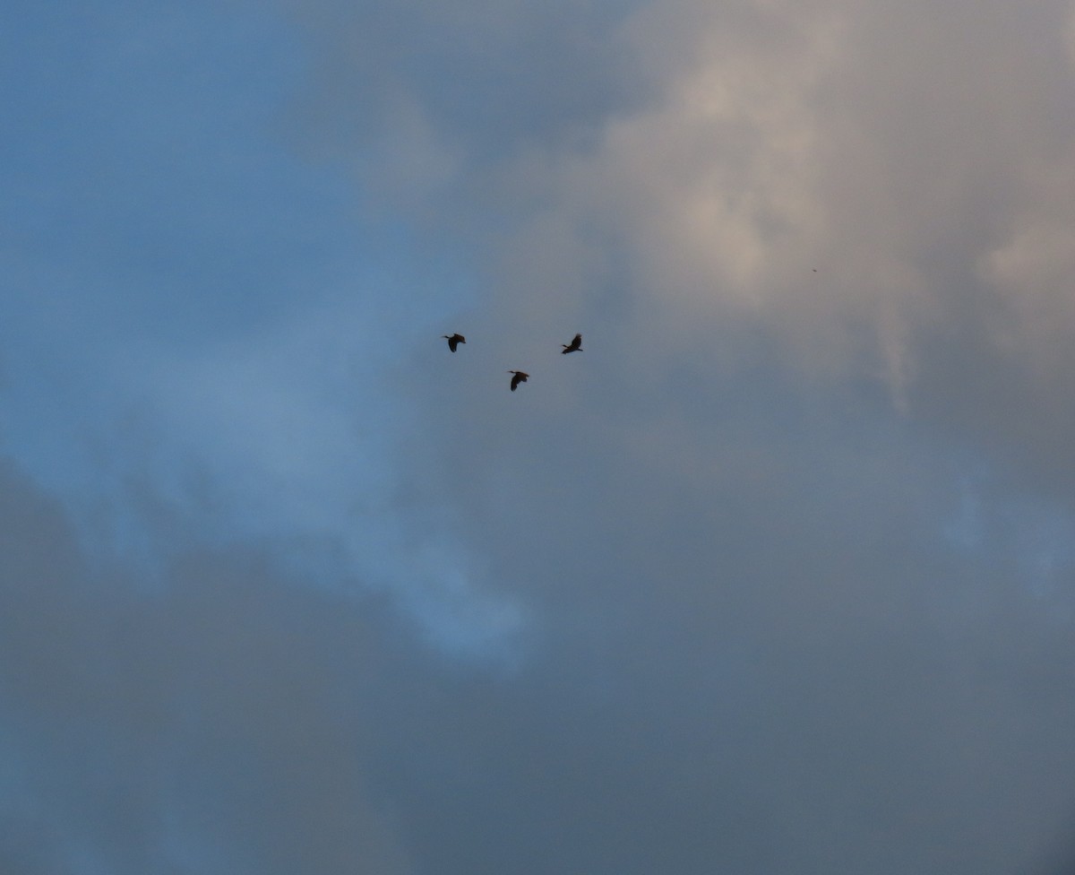 Bare-faced Ibis - ML642787328