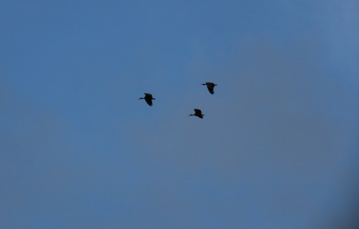 Bare-faced Ibis - ML642787329