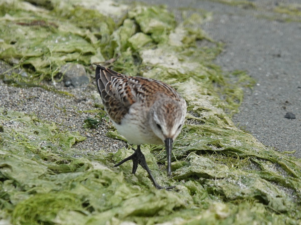 Western Sandpiper - ML642787334