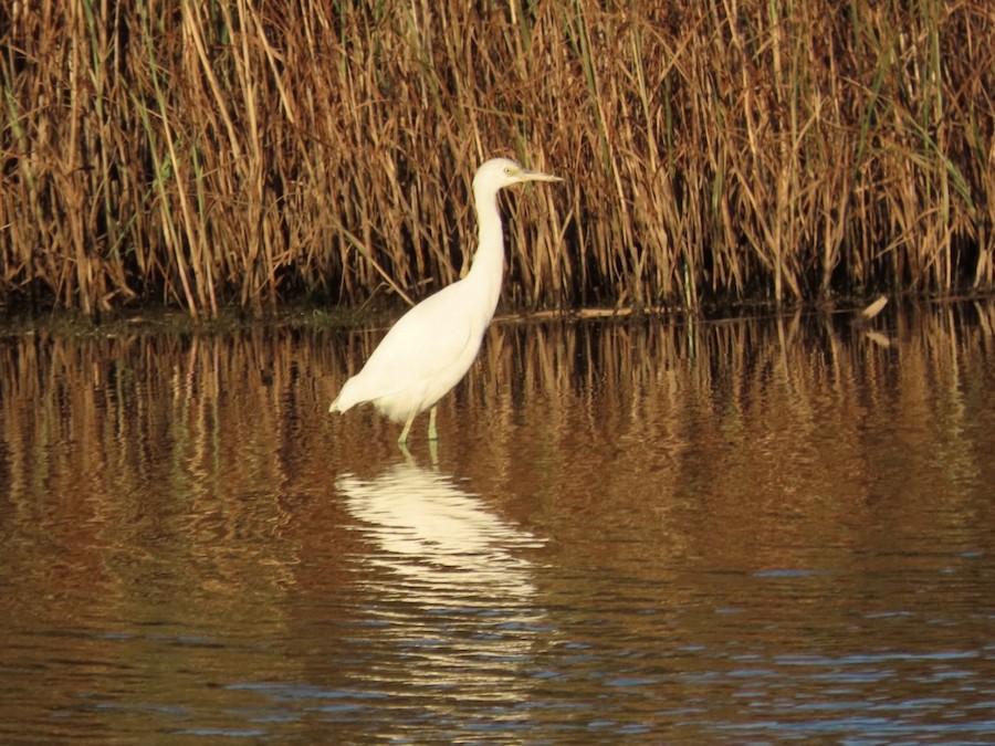 Little Blue Heron - Ruth Bergstrom