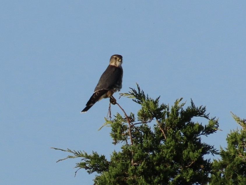 Merlin - Ruth Bergstrom