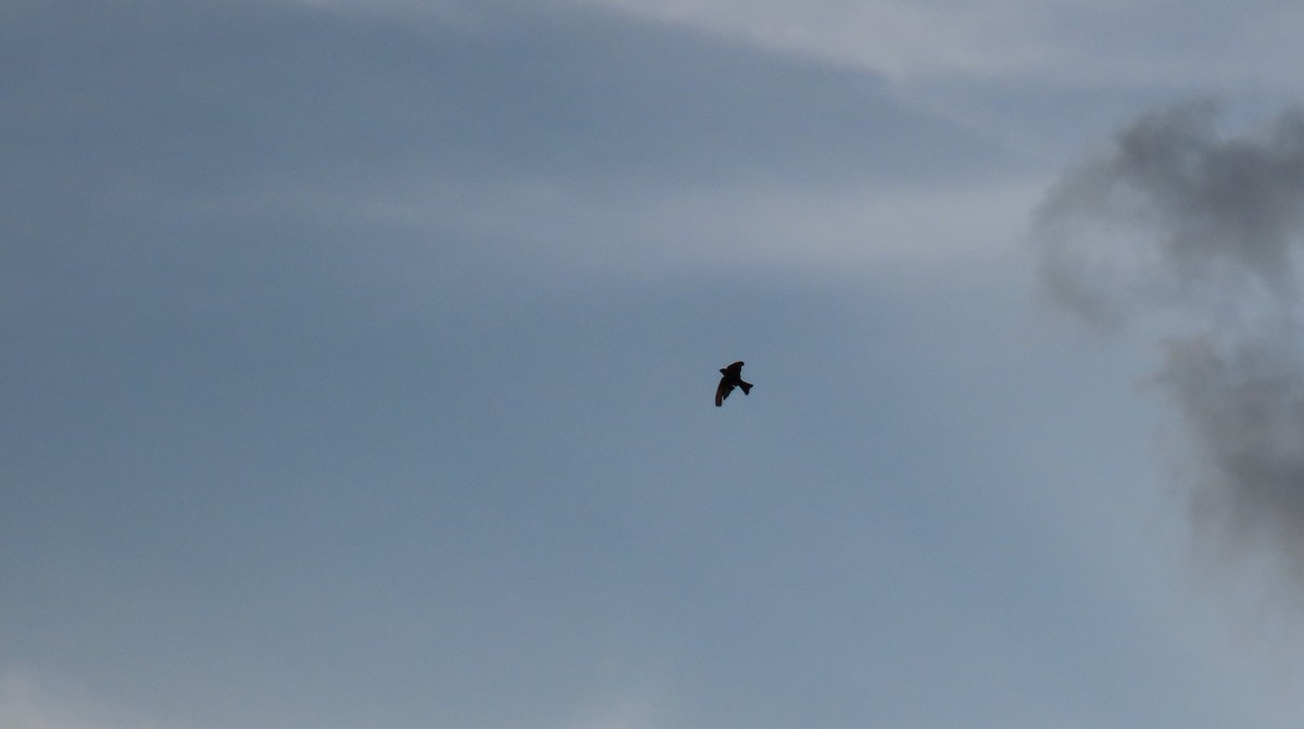 Blue-and-white Swallow - ML642787379