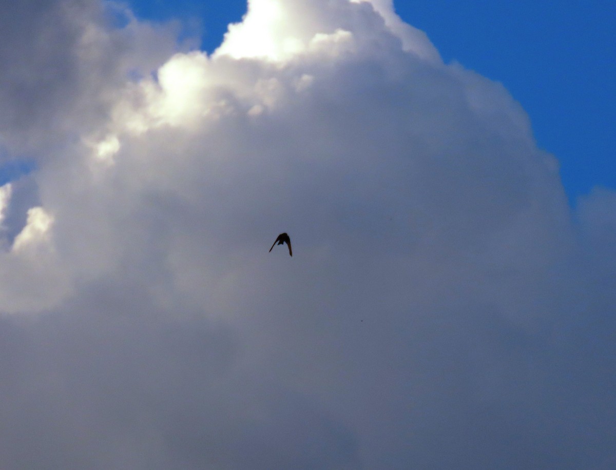 Blue-and-white Swallow - ML642787380