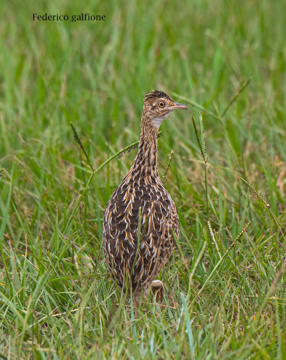 Spotted Nothura - ML642787383