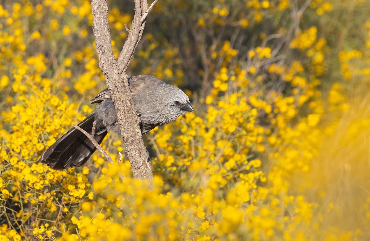 Apostlebird - ML642787413