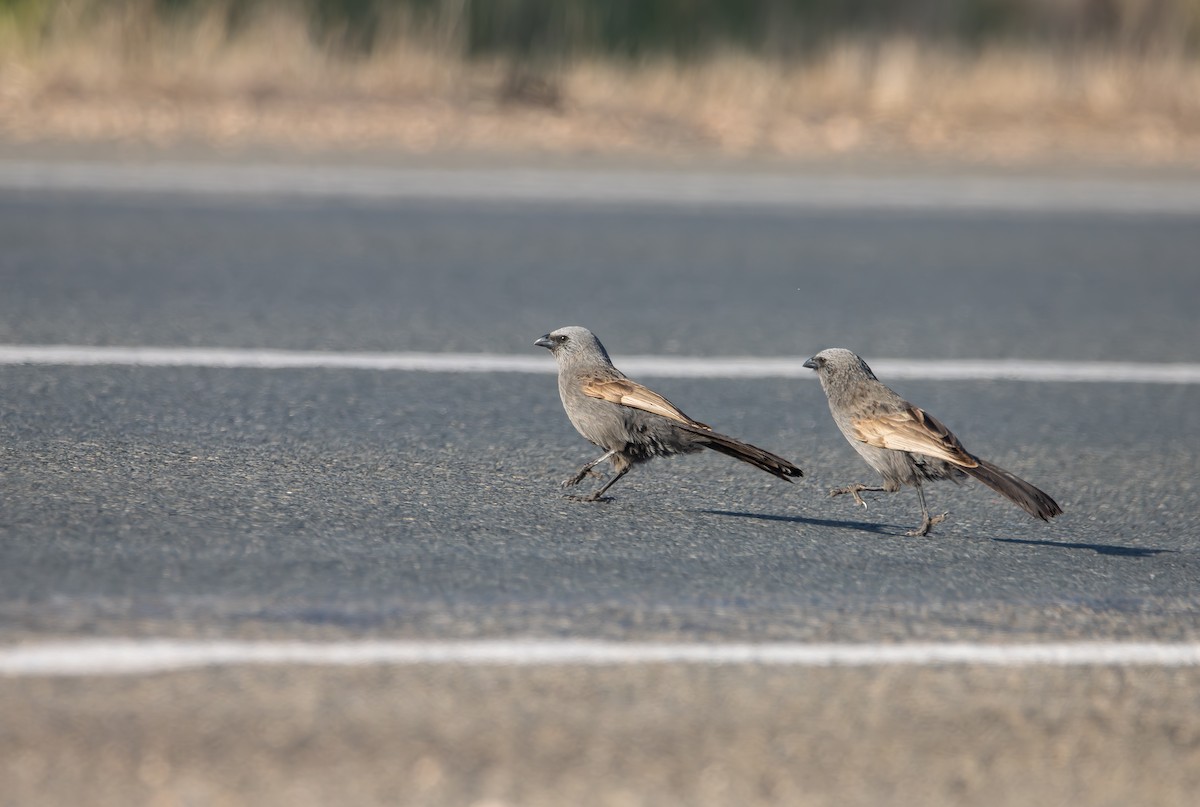 Apostlebird - ML642787414