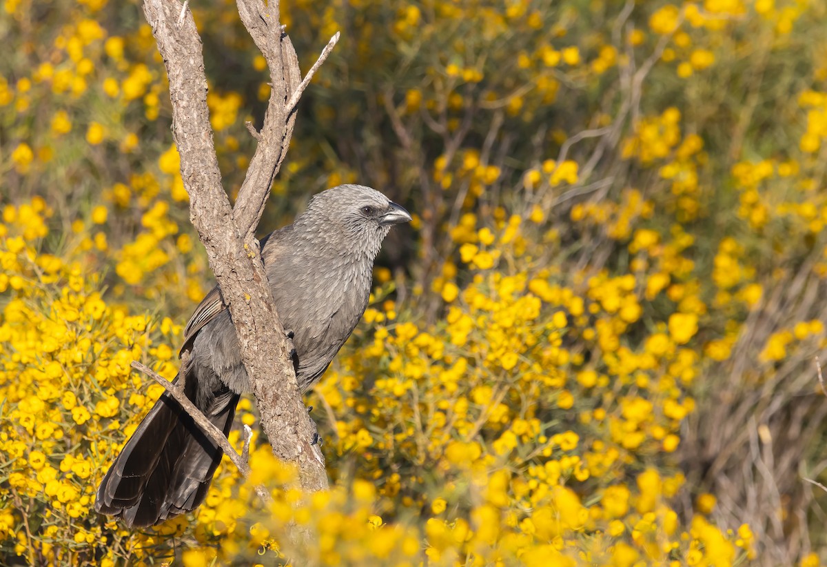Apostlebird - ML642787415