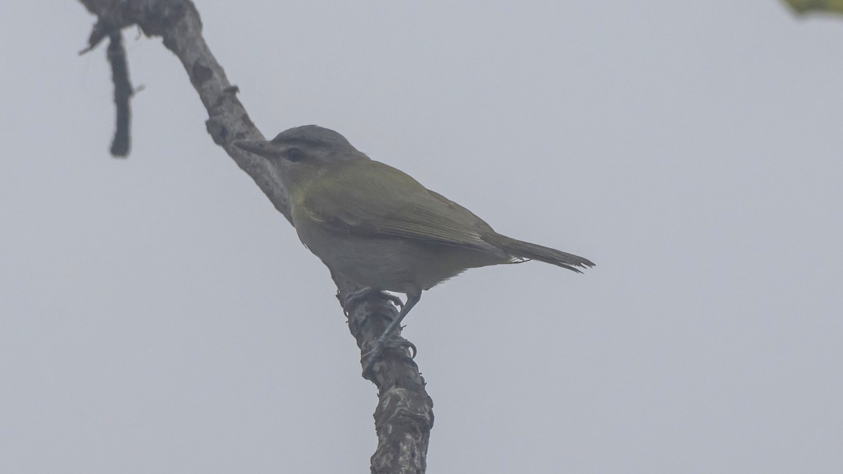 Chivi Vireo - ML642787417