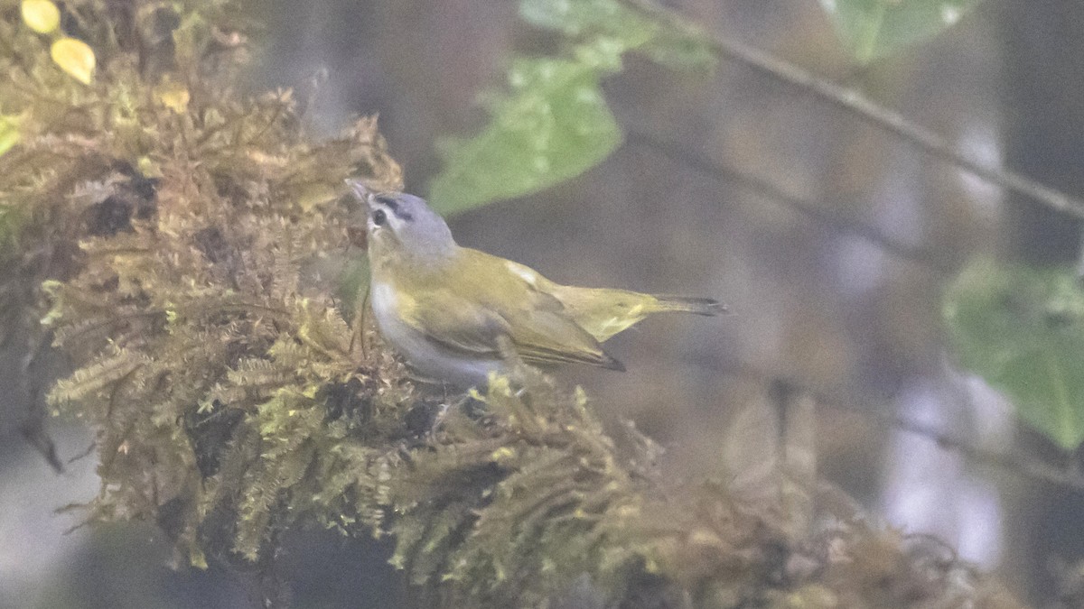Chivi Vireo - ML642787418