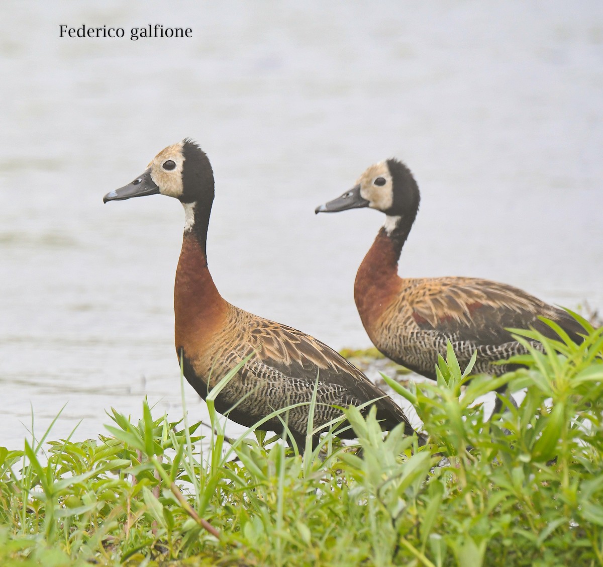 White-faced Whistling-Duck - ML642787421