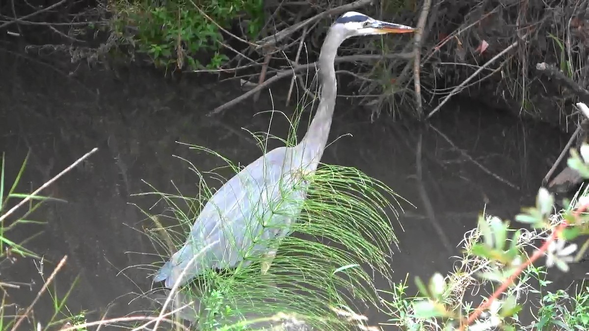 Great Blue Heron - ML642787422