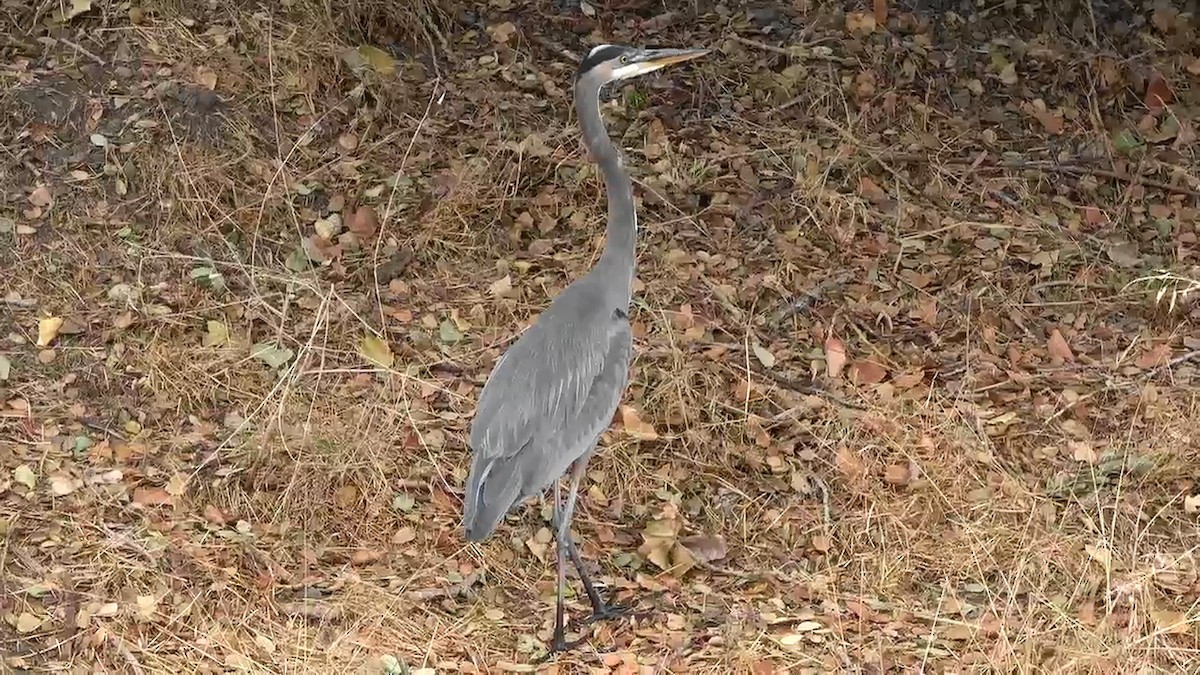 Great Blue Heron - ML642787423