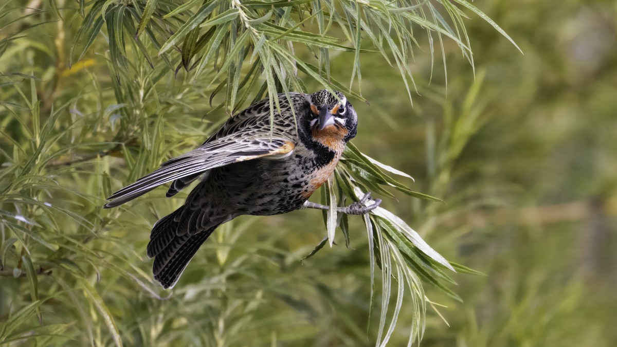 Long-tailed Meadowlark - ML642787433