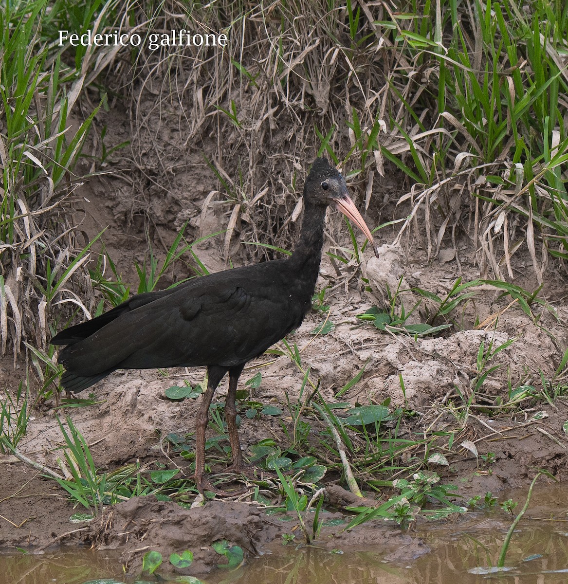Bare-faced Ibis - ML642787435