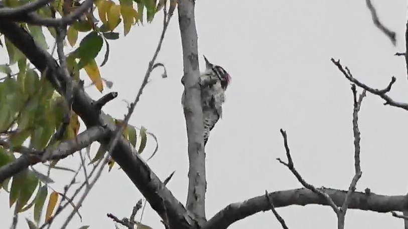 Nuttall's Woodpecker - ML642787443